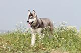 SIBERIAN HUSKY 108